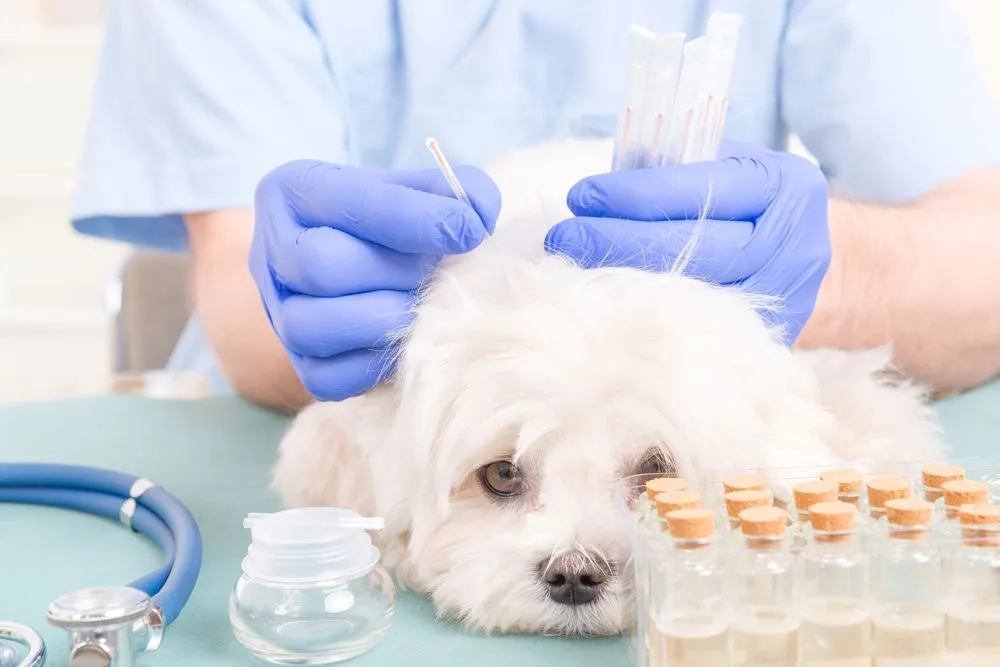 Enhancing Pet Wellness: The Benefits of Stem Cell Stimulation Technology in Veterinary Care