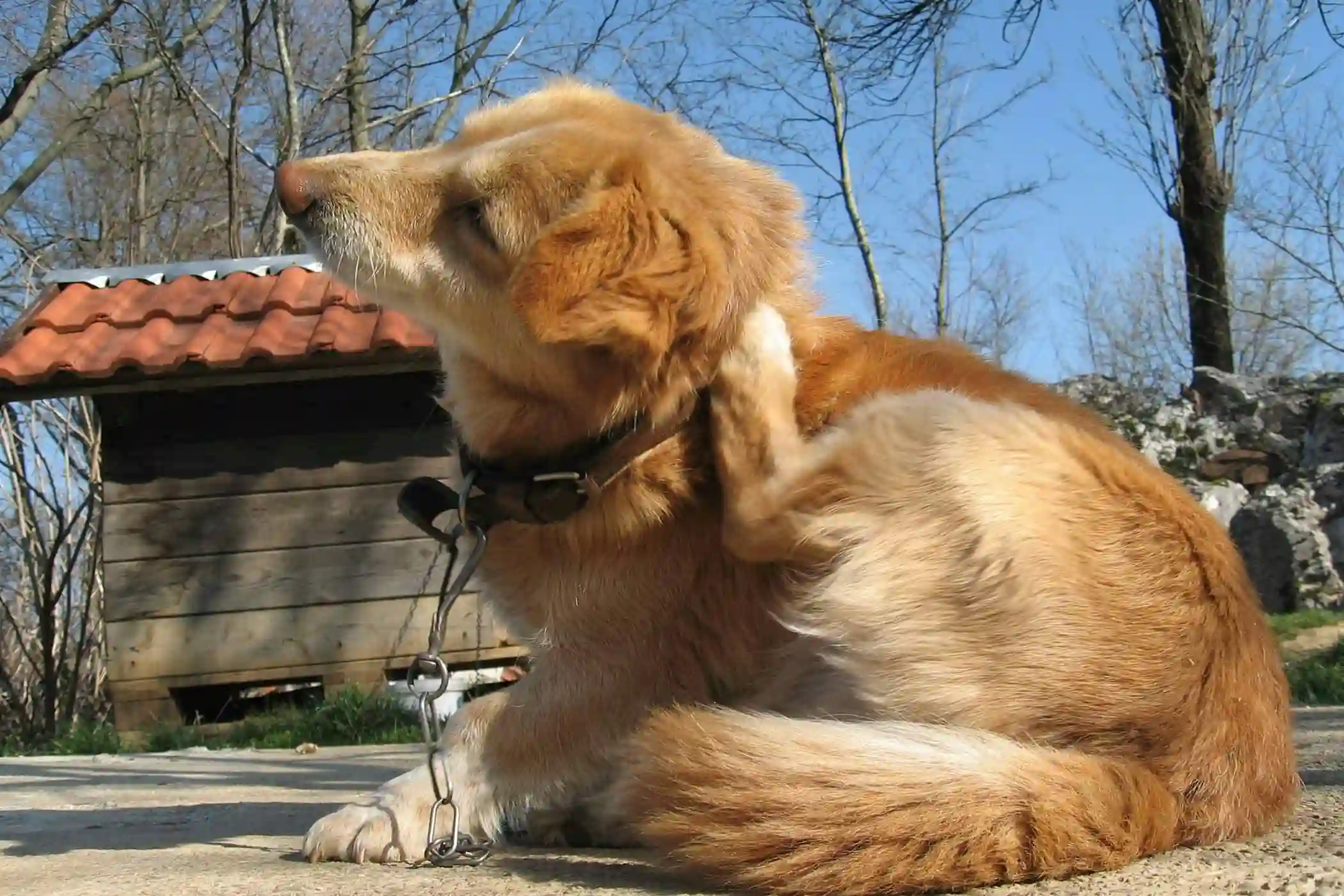 Promote Pet Comfort at Home: How to Address Dog Scratching Effectively